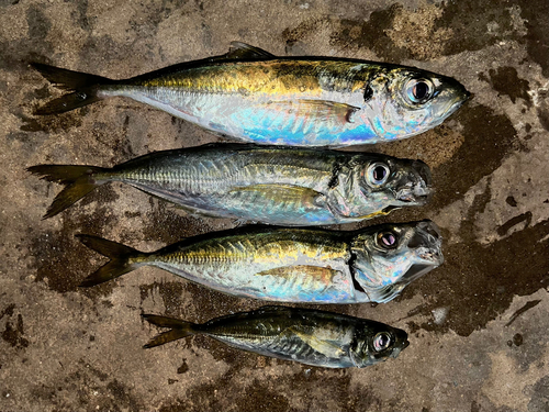 アジの釣果