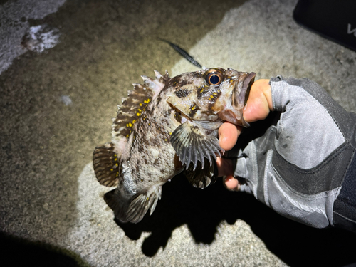 オウゴンムラソイの釣果