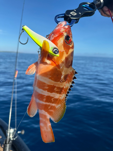 アカハタの釣果