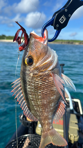 イソフエフキの釣果