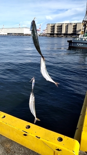 サバの釣果