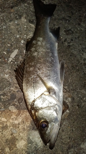 セイゴ（ヒラスズキ）の釣果