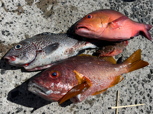 シブダイの釣果