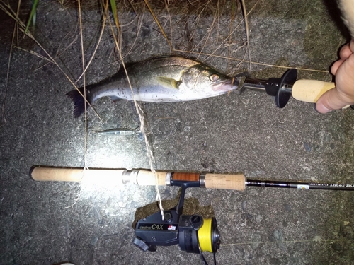 セイゴ（マルスズキ）の釣果