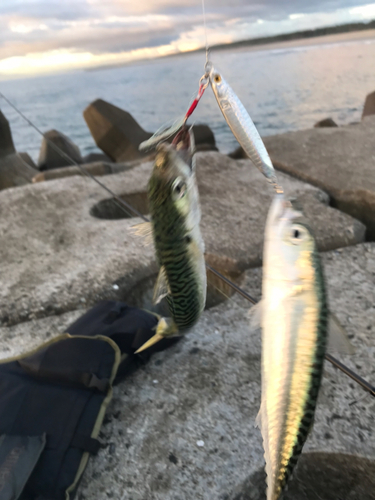 サバの釣果