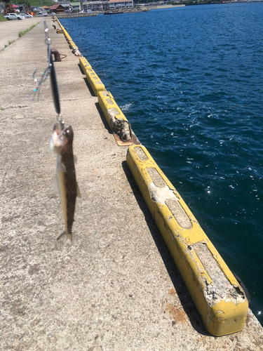 エソの釣果