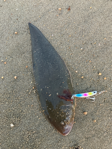 シタビラメの釣果