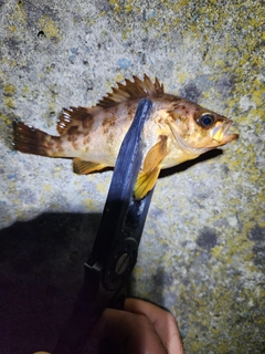 メバルの釣果