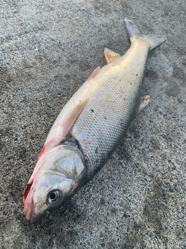 ウグイの釣果