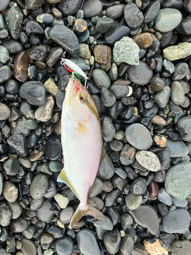 ショゴの釣果