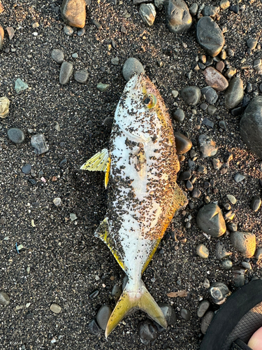 ショゴの釣果