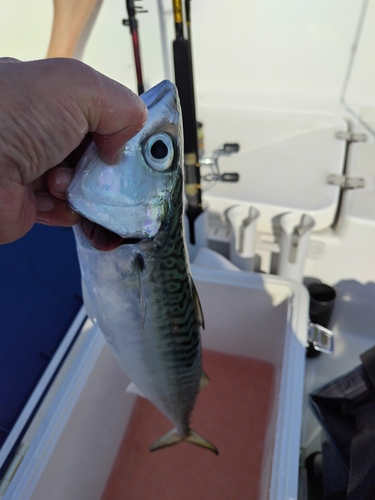 サバの釣果