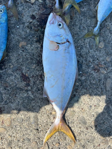 ショゴの釣果