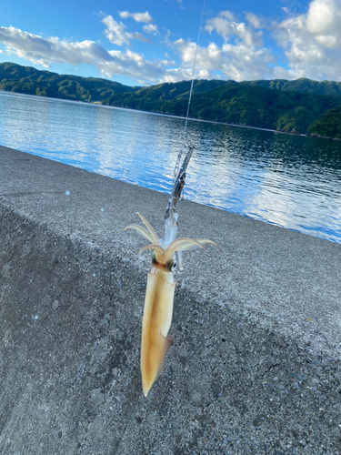 イカの釣果