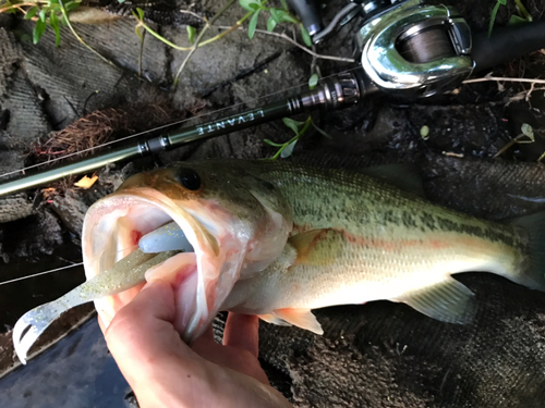 ラージマウスバスの釣果