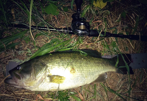 ラージマウスバスの釣果