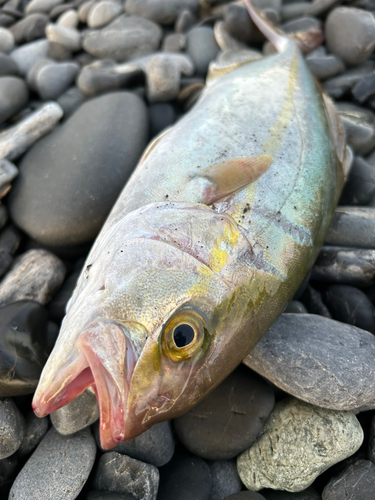 カンパチの釣果