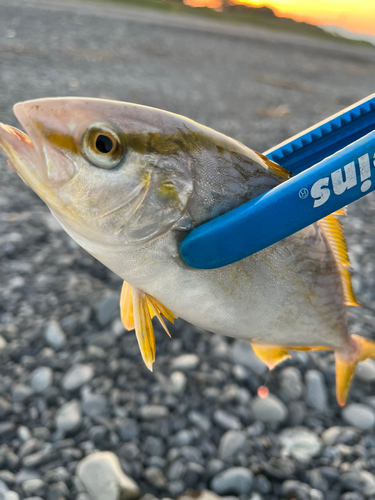 ショゴの釣果