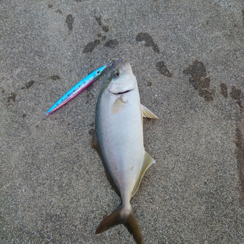 ショゴの釣果