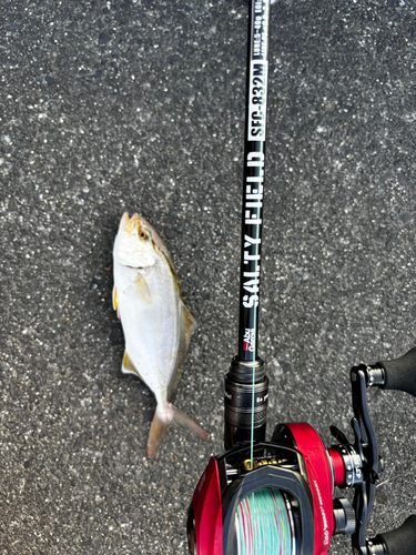 ショゴの釣果