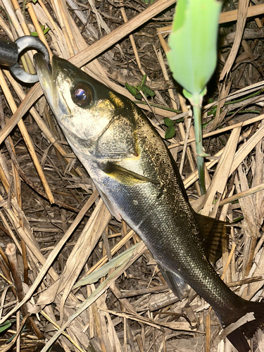 セイゴ（マルスズキ）の釣果