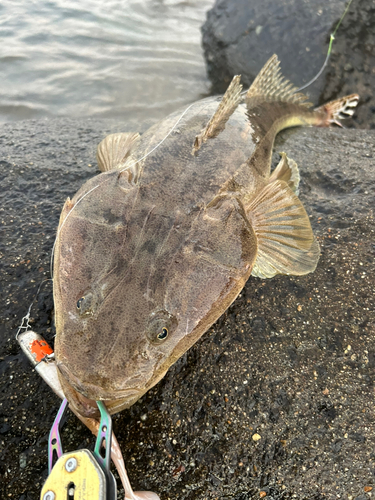 マゴチの釣果