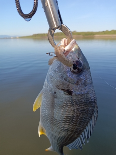 キビレの釣果