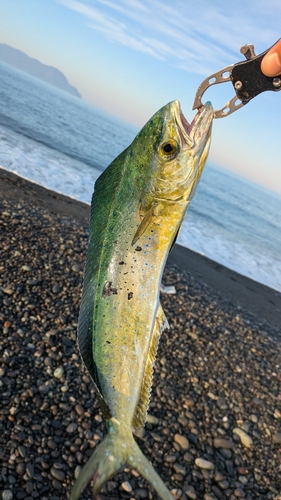 シイラの釣果