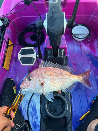 マダイの釣果