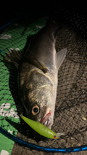 シーバスの釣果