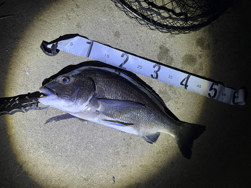 チヌの釣果