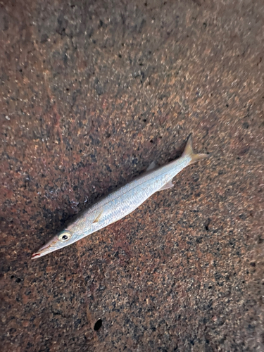 タイワンカマスの釣果