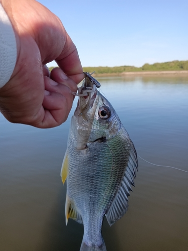 キビレの釣果