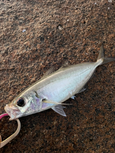 メアジの釣果