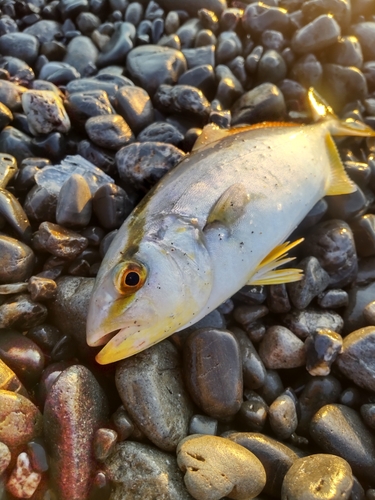 ショゴの釣果