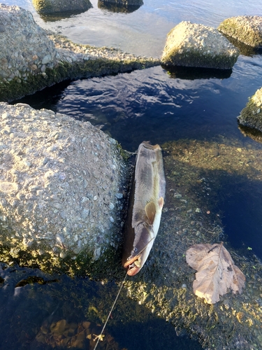 ナマズの釣果