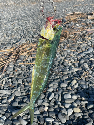 シイラの釣果