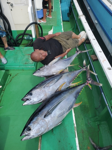 キハダマグロの釣果