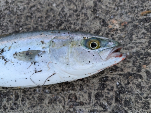 ツバスの釣果