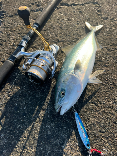 イナダの釣果