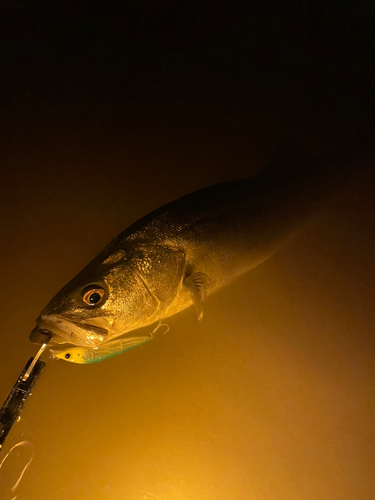 スズキの釣果