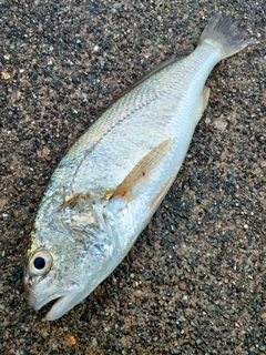 イシモチの釣果