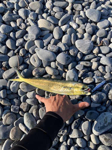 シイラの釣果