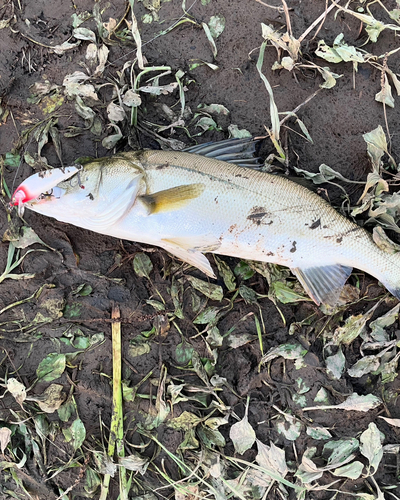 スズキの釣果