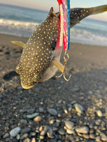 クサフグの釣果