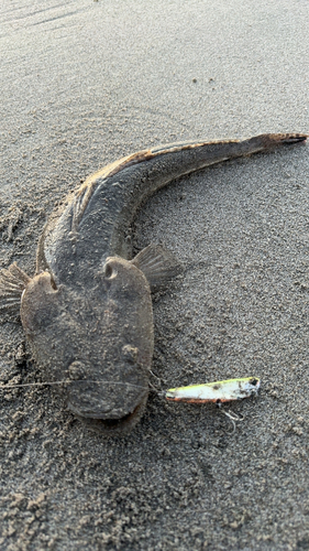 マゴチの釣果