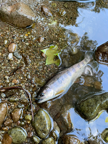 ヤマメの釣果