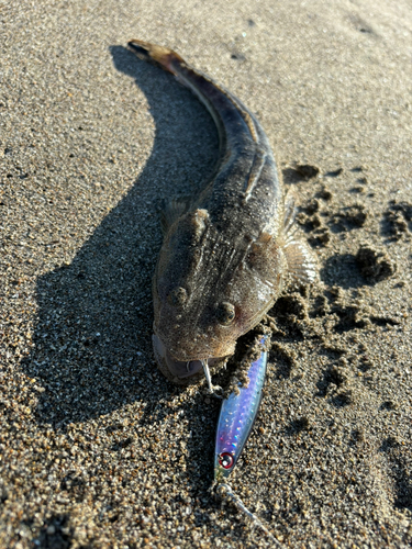 マゴチの釣果