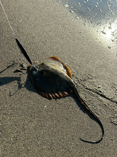 アカエイの釣果