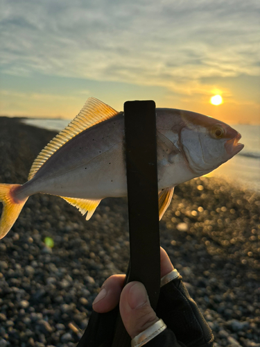 ショゴの釣果